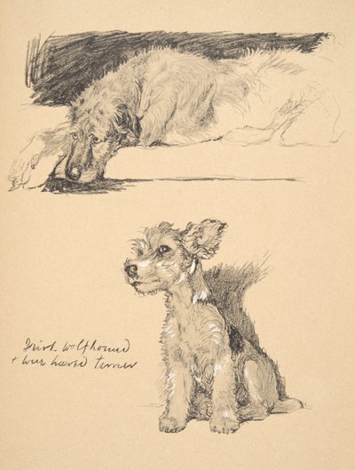 Lobero irlandés y terrier de pelo duro, 1930, ilustraciones de su libro de bocetos usado para 